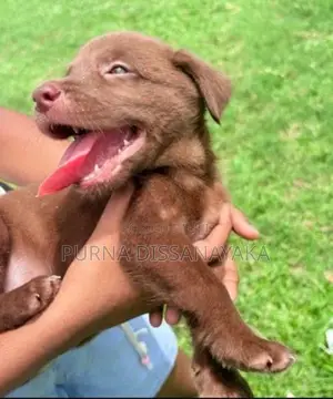 Labrador Puppies