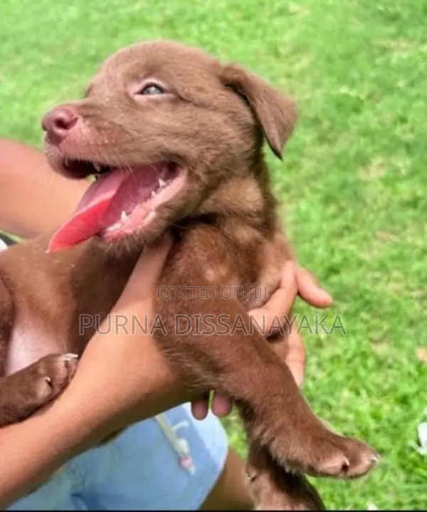 Labrador Puppies