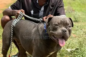 American Bully Dog