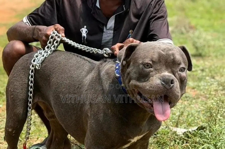 American Bully Dog