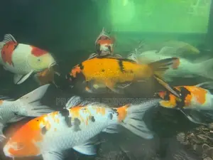 Koi Fish