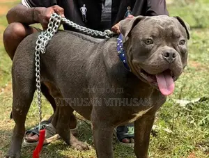 American Bully Dog