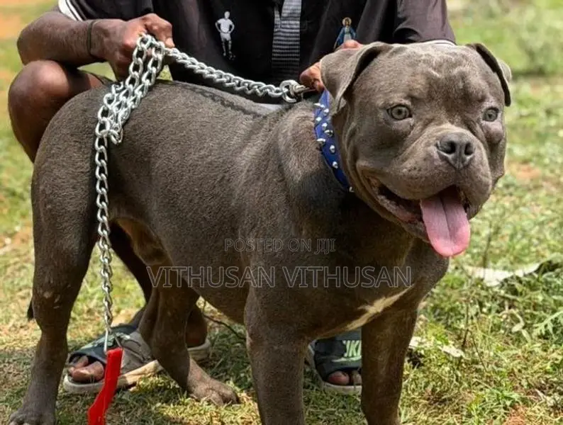 American Bully Dog