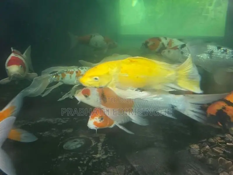 Koi Fish