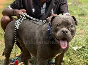 American Bully Dog