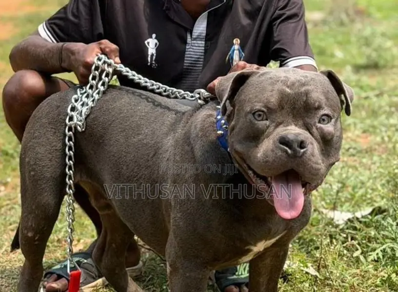 American Bully Dog