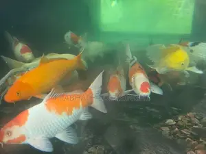 Koi Fish