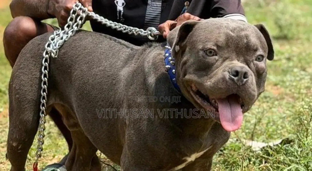 American Bully Dog