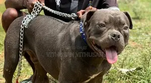 American Bully Dog