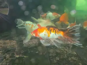 Koi Fish