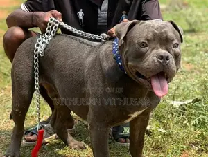 American Bully Dog