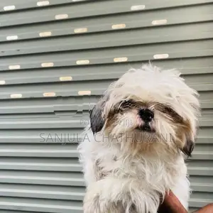Shih Tzu Dogs