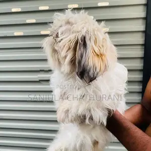 Shih Tzu Dogs