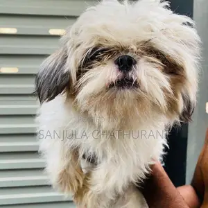 Shih Tzu Dogs