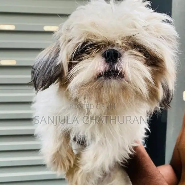 Shih Tzu Dogs