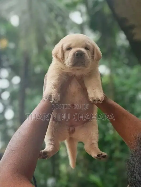 Labrador Puppies