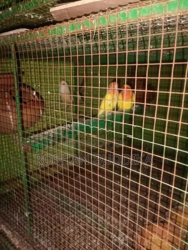 Love Birds