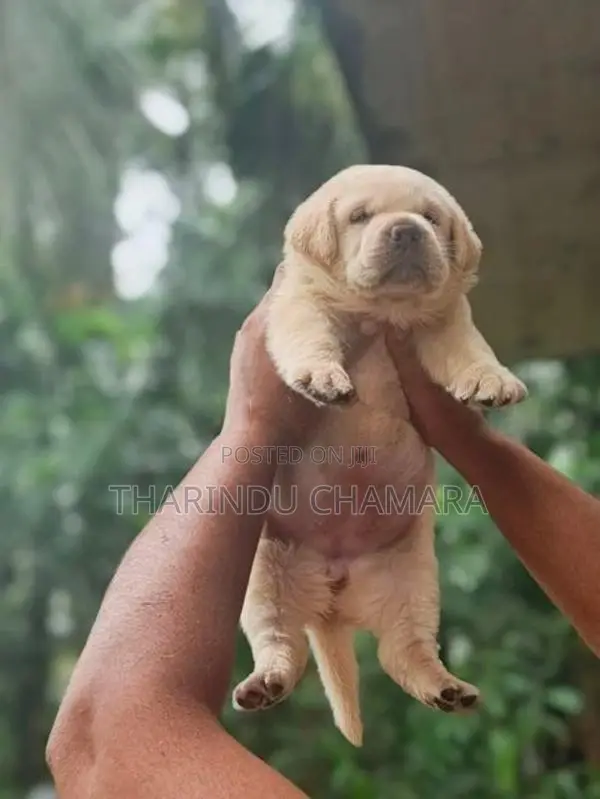 Labrador Puppies