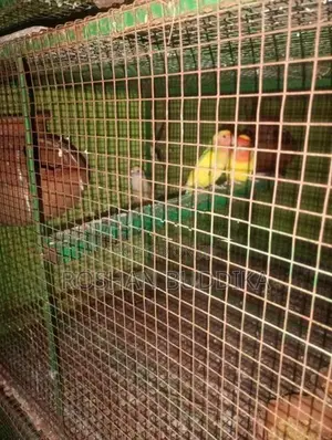 Love Birds