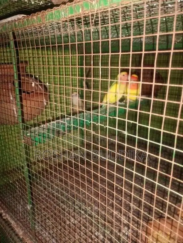 Love Birds