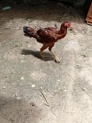 Rooster