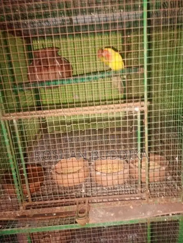 Love Birds