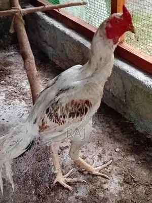 Rooster