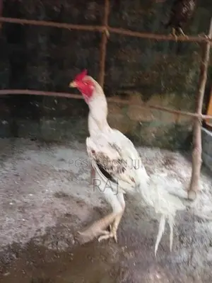 Rooster