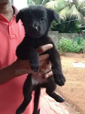 German Shepherd Puppies