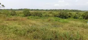 Bandaragma Land