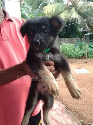German Shepherd Puppies