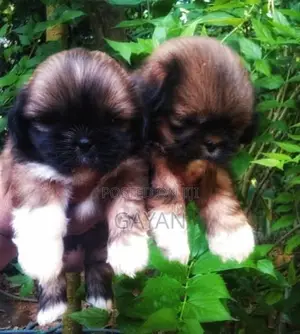 Shih Tzu Puppy
