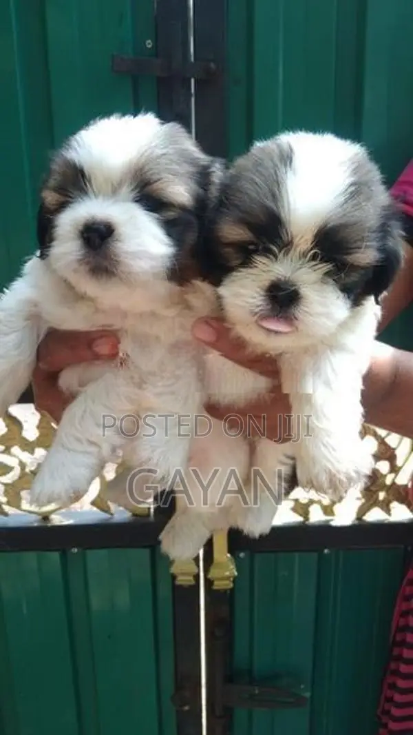 Shih Tzu Puppy