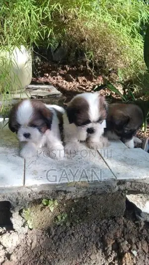 Shih Tzu Puppy