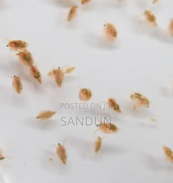 Daphnia Fish Food