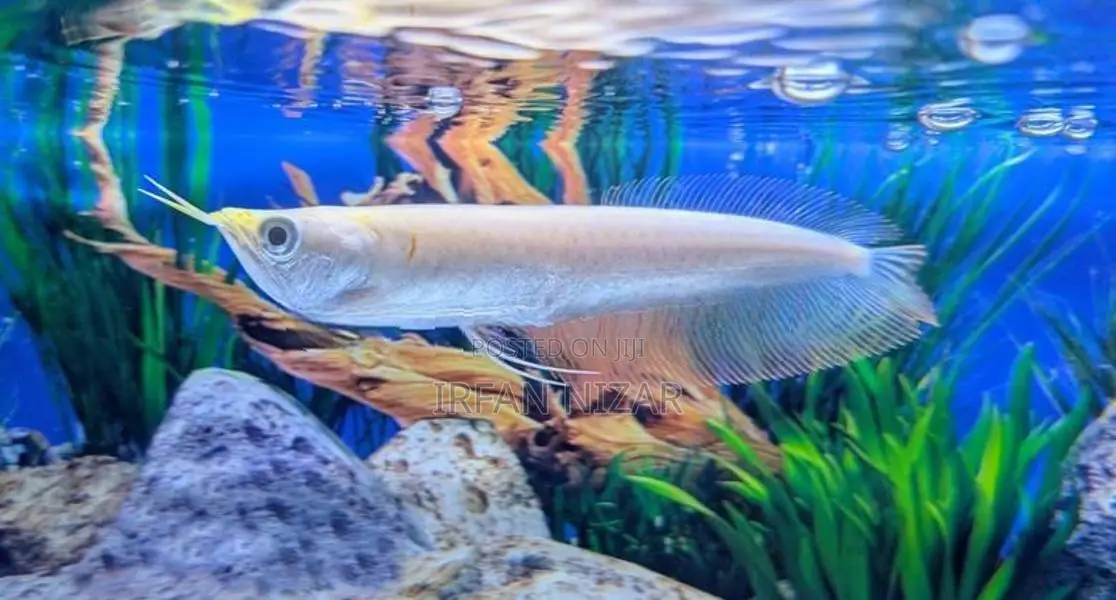 Banana Albino Arowana