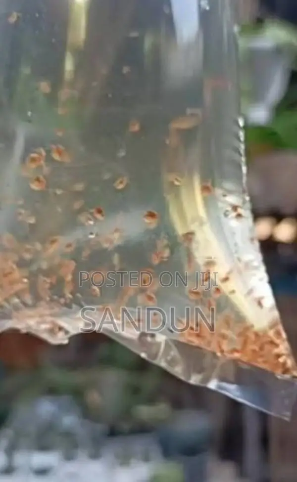 Daphnia Fish Food