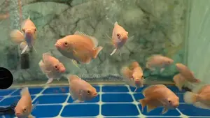 Lemon Oscar