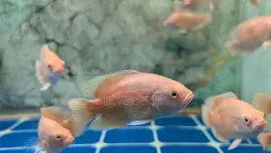 Lemon Oscar