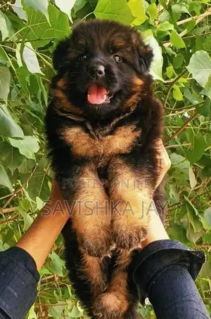 German Shepherd Long Coat Puppies