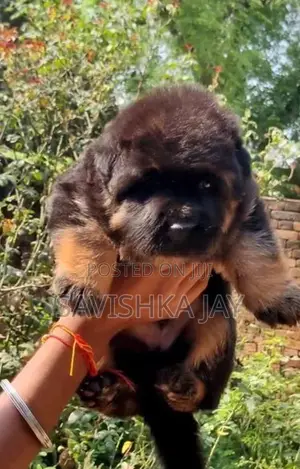 German Shepherd Long Coat Puppies