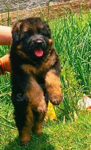German Shepherd Long Coat Puppies