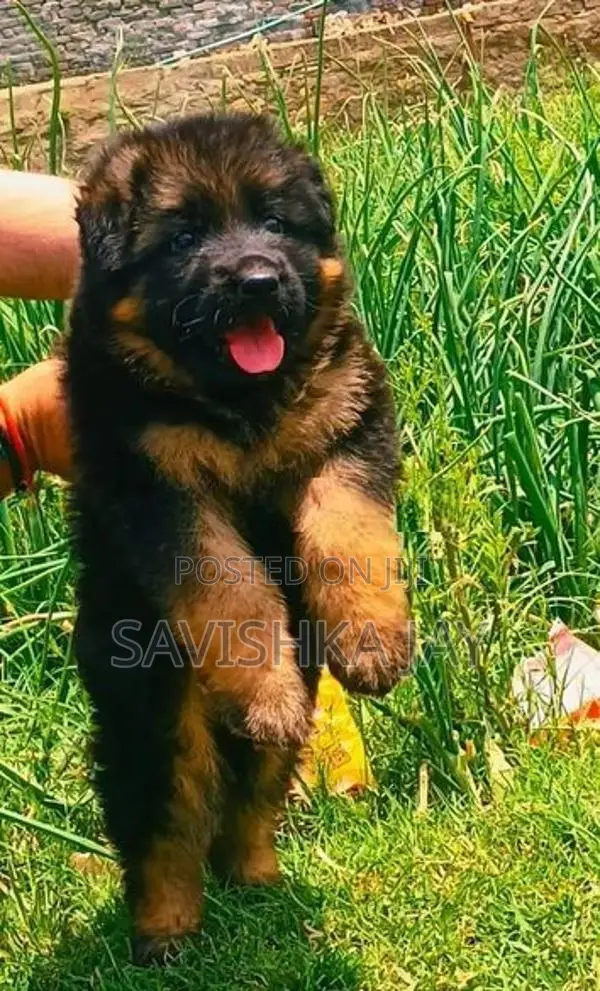 German Shepherd Long Coat Puppies