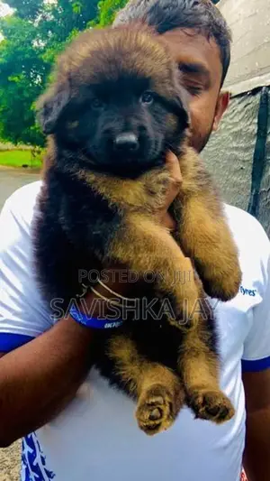 German Shepherd Long Coat Puppies