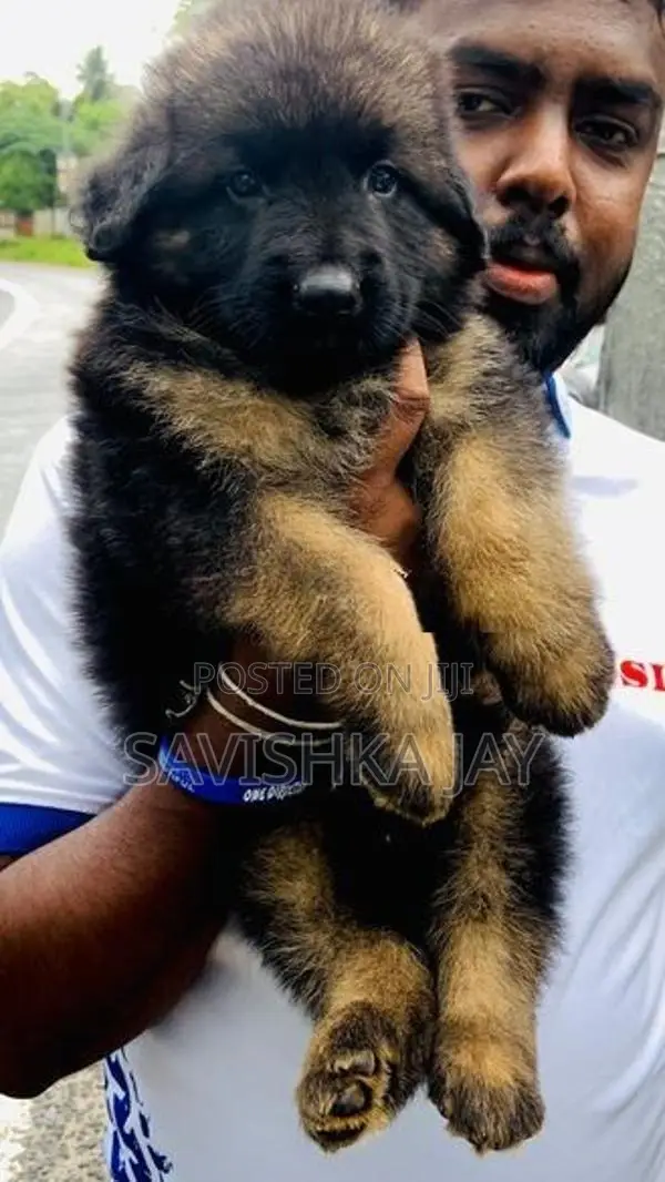 German Shepherd Long Coat Puppies