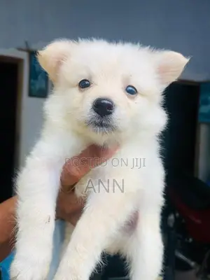 Lion Pomanariyan Puppies