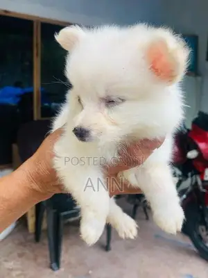 Lion Pomanariyan Puppies