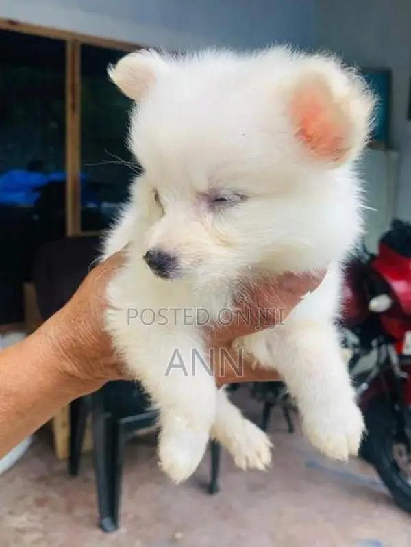Lion Pomanariyan Puppies