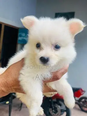 Lion Pomanariyan Puppies