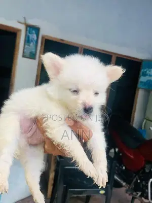 Lion Pomanariyan Puppies